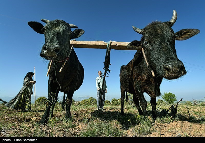 "کشاورزی سنتی" عامل مرگ آبخوان‌های ایران